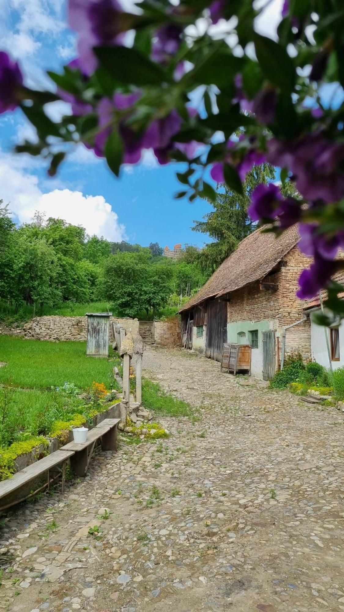 Saschiz 175 Guesthouse ภายนอก รูปภาพ